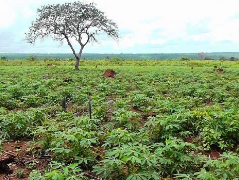 Le manioc est bientôt prêt pour la récolte