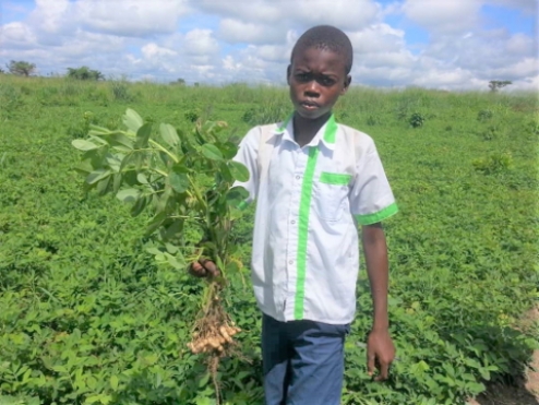 Agricultural project in Mabala brings first field yields