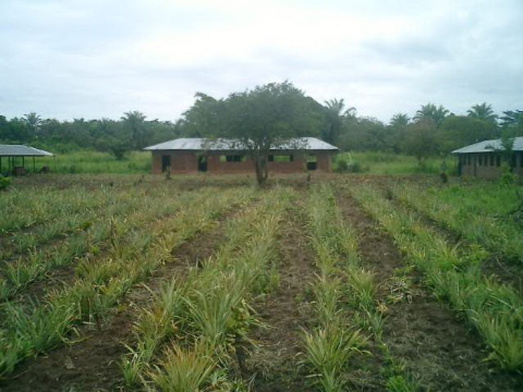 Pro začátek: pěstování ananasů