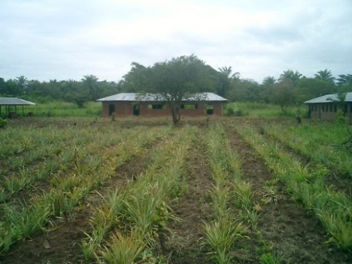 At first: cultivation of pineapple