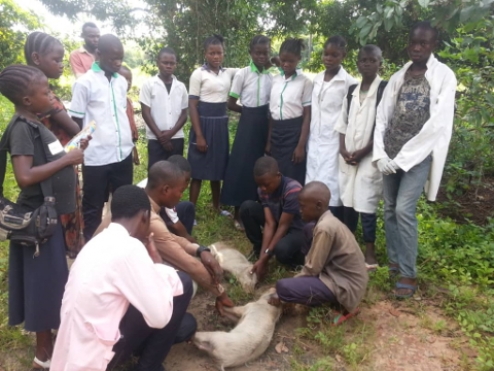 Formation pratique pour les étudiants de la branche vétérinaire dans une ferme voisine